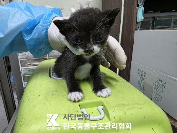 보호중 한국 고양이…